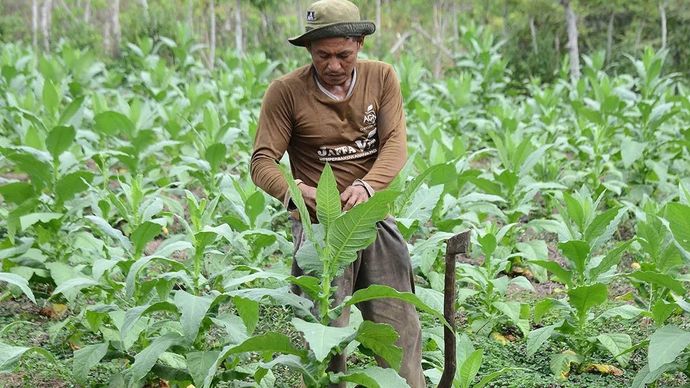 Petani tembakau di Aceh Besar.