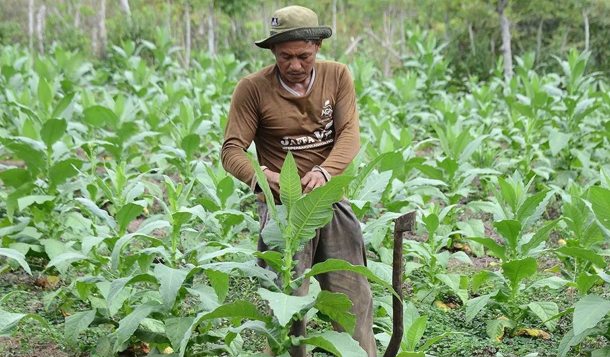 Petani tembakau di Aceh Besar. <b>(Antara)</b>