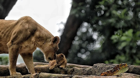 Pemerintah Kota Bandung membuka peluang kerja sama untuk pengelolaan Kebun Binatang Bandung melalui kegiatan penjajakan minat pasar (market sounding) yang dijadwalkan berlangsung pada Senin, 13 Maret 2026 di Hotel Aryaduta Bandung.