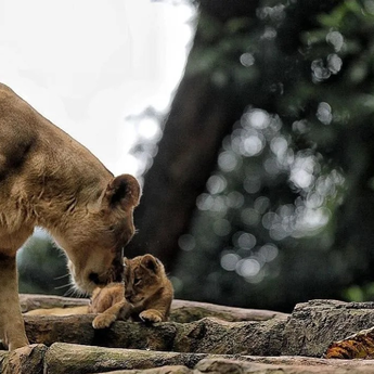 Pemkot Bandung Cari Pengelola Baru Bandung Zoo Lewat Market Sounding