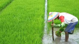 Kinerja NTPR Meningkat, Perkebunan Rakyat Kian Vital bagi Ekonomi Nasional
