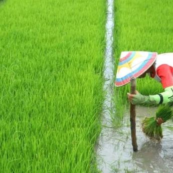 Kinerja NTPR Meningkat, Perkebunan Rakyat Kian Vital bagi Ekonomi Nasional