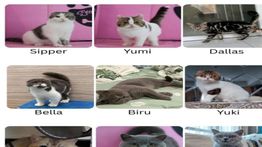 Astrid Kuya Berharap Kucing yang Dijarah Bisa Kembali