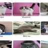 Astrid Kuya Berharap Kucing yang Dijarah Bisa Kembali