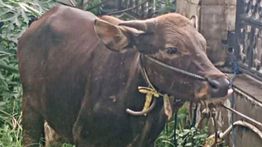 Gereja Protestan Maluku Serahkan Sapi Kurban, Wujud Toleransi dan Persaudaraan Antarumat Beragama