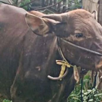Gereja Protestan Maluku Serahkan Sapi Kurban, Wujud Toleransi dan Persaudaraan Antarumat Beragama
