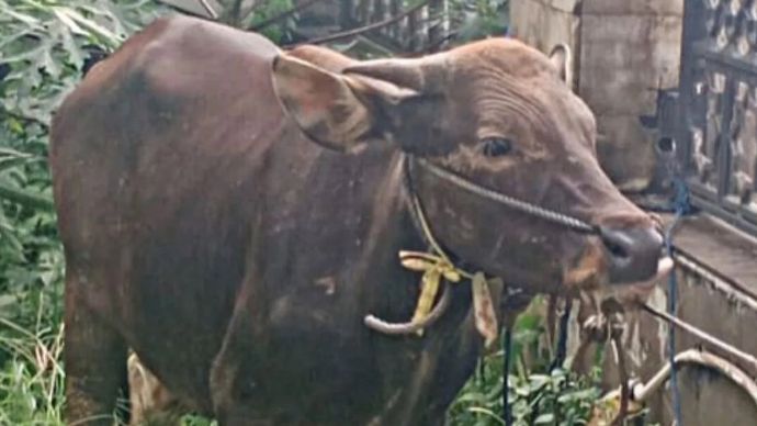 Sapi kurban sumbangan GPM kepada Masjid Raya Al Fatah untuk perayaan Idul Adha 2025. 