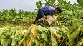 Sejumlah ketentuan dalam PP 28/2024 dinilai layak untuk ditinjau kembali karena dirasa menimbulkan beban berat bagi banyak pihak, termasuk petani tembakau, pekerja, pedagang, hingga konsumen.