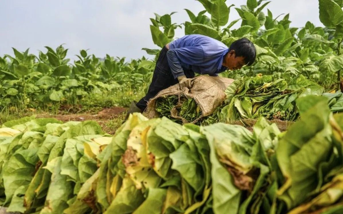 Petani tembakau. <b>(Antara)</b>