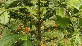 Sejumlah komoditas seperti kopi, kakao, dan tembakau telah menunjukkan kapasitas untuk dikembangkan lebih jauh melalui produk olahan.