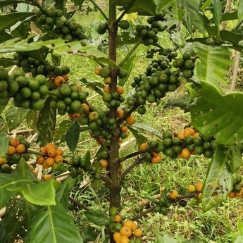 Hilirisasi Agro Dorong Ekspor dan Tingkatkan Nilai Tambah Nasional