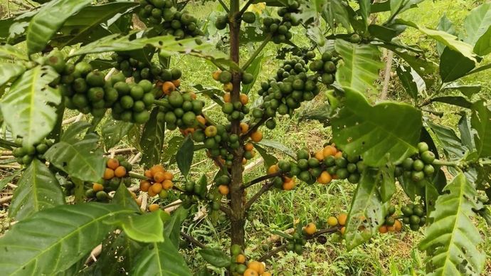 Pohon kopi liberika yang ditanam di Kalimantan Barat.