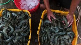 KKP: Udang Lokal Tetap Jadi Primadona Masyarakat Indonesia