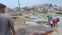 Hiu Tutul Sepanjang 4 Meter Ditemukan Mati di Perairan Muaragembong Bekasi
