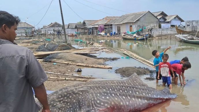 Seekor hiu tutul sepanjang empat meter dibawa ke daratan usai ditemukan dalam kondisi mati tak jauh dari bibir pantai perairan Pantura Jawa, Kampung Muara Mati, Desa Pantai Bahagia, Kecamatan Muaragembong, Kabupaten Bekasi, Selasa, 30 September 2025.