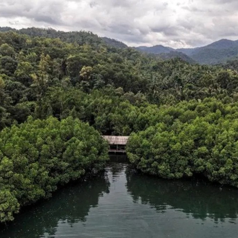 Menhut Ungkap Strategi Penguatan Pasar Karbon Nasional untuk Dukung Ekonomi Berkelanjutan