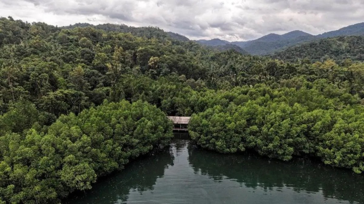 Ilustrasi - Foto udara kawasan hutan mangrove di Desa Waworaha, Kabupaten Konawe, Sulawesi Tenggara, Senin (23/3/2026). Kementerian Kelautan dan Perikanan (KKP) menargetkan proyek karbon biru Indonesia mencakup mangrove, padang lamun, dan rawa payau  <b>(Antara)</b>