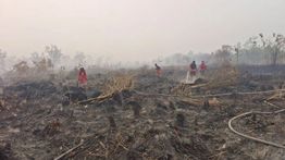 12 Orang Jadi Tersangka Karhutla di Kalteng