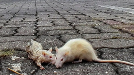 BRIN Ingatkan Potensi Kembalinya Wabah Pes di Indonesia