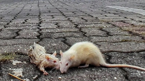 Badan Riset dan Inovasi Nasional melalui Pusat Riset Kesehatan Masyarakat dan Gizi mengingatkan masyarakat terkait potensi kembalinya wabah pes di Indonesia.