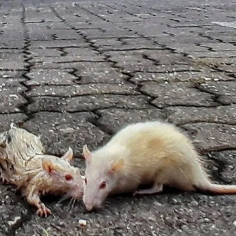 BRIN Ingatkan Potensi Kembalinya Wabah Pes di Indonesia