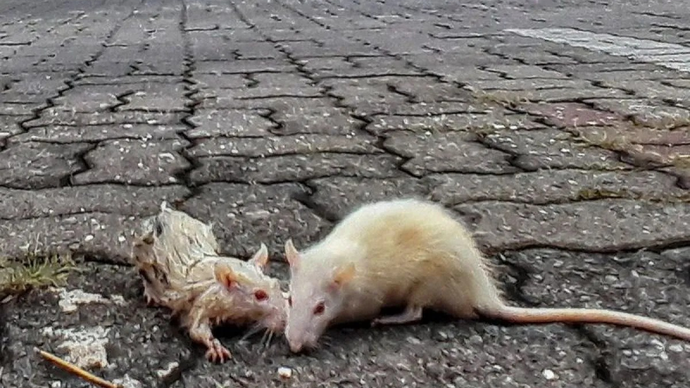 Ilustrasi - Hama tikus. ANTARA FOTO/Liem Mahesa Putra/hp/aa.