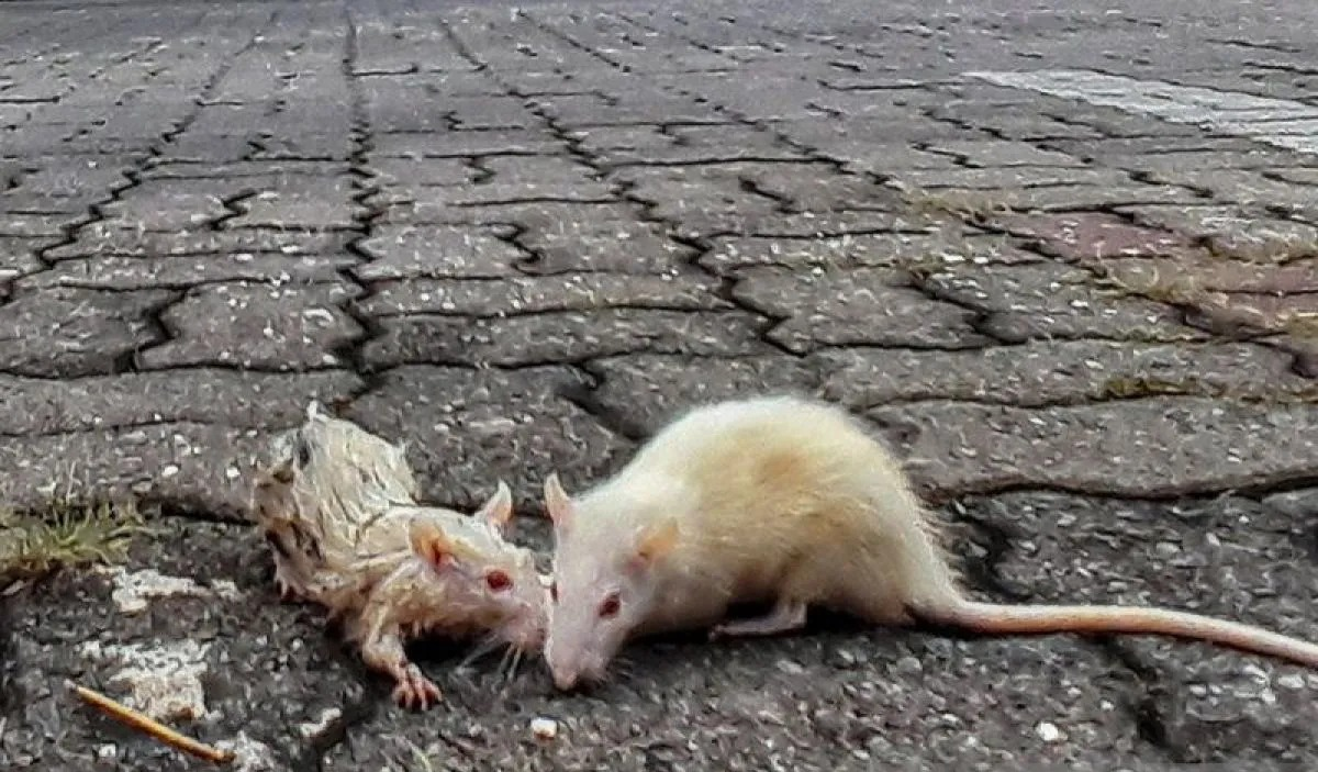 Ilustrasi - Hama tikus. ANTARA FOTO/Liem Mahesa Putra/hp/aa. <b>(Antara)</b>