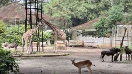 YMT Desak Wali Kota Bandung Beri Kepastian Soal Masa Depan Bandung Zoo