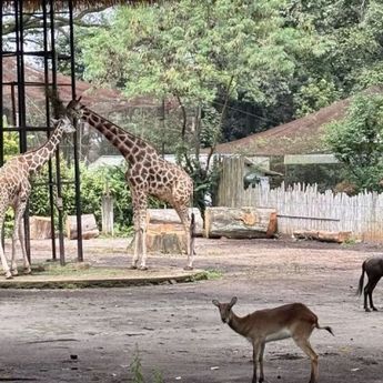 YMT Desak Wali Kota Bandung Beri Kepastian Soal Masa Depan Bandung Zoo