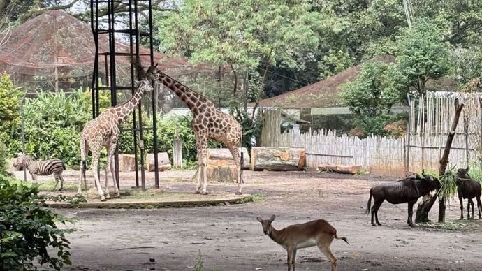 Situasi Kebun Binatang Bandung ( Bandung Zoo) saat masih beroperasi di Kota Bandung, Jawa Barat.