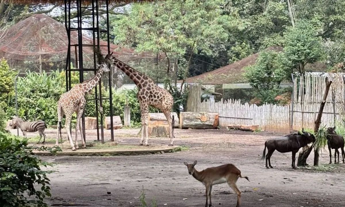 Situasi Kebun Binatang Bandung ( Bandung Zoo) saat masih beroperasi di Kota Bandung, Jawa Barat. <b>(ANTARA)</b>