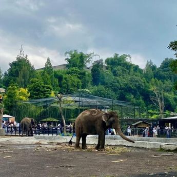Lembang Park Zoo Tutup Sementara Usai Macan Tutul Lepas dari Kandang