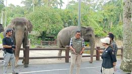 Kemenhut Berlakukan Larangan Nasional Atraksi Gajah Tunggang