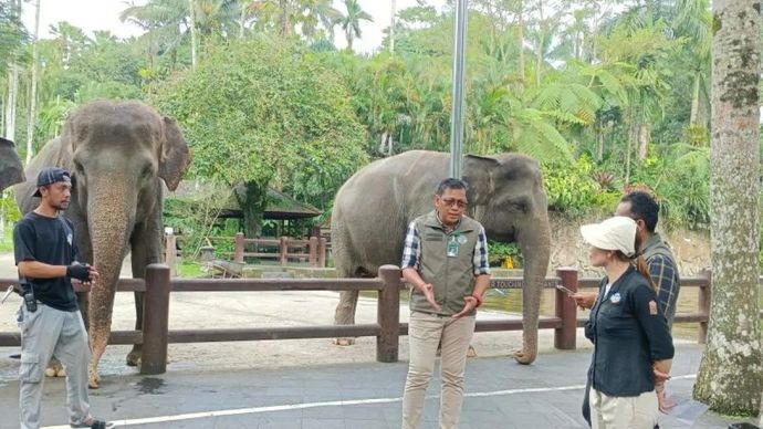 Kepala BKSDA Bali Ratna Hendratmoko (tengah) saat melakukan pengawasan penghentian aktivitas gajah tunggang di lembaga konservasi Mason Elephant Park, Kabupaten Gianyar, Bali.