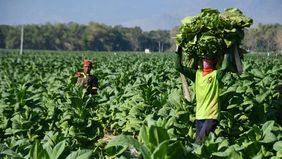 Tekanan terhadap industri tembakau dinilai akan berdampak langsung pada penerimaan daerah dan kelangsungan hidup petani tembakau.