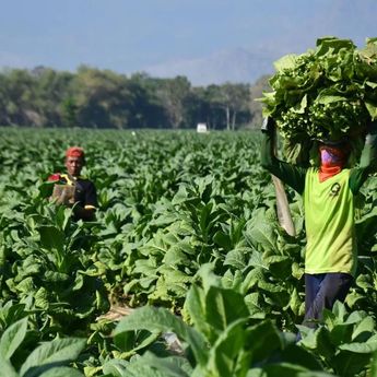 Kebijakan Cukai Dinilai Perlu Dikaji Ulang demi Lindungi Petani dan Pekerja Tembakau