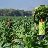 Akademisi Minta Pemerintah Jaga Stabilitas Industri Tembakau dan Lindungi Petani