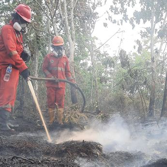 Karhutla di Nabire Meluas, 396,13 Hektare Lahan Terbakar