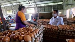 Ini Daftar Negara Penghasil Telur Terbesar di Dunia, Indonesia Masuk?