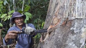 Badan Riset dan Inovasi Nasional (BRIN) mengembangkan inovasi pemanfaatan getah kemenyan menjadi minyak asiri berkualitas tinggi untuk bahan baku parfum premium. Langkah ini sekaligus bertujuan menghapus anggapan mistis yang selama ini melekat pada t