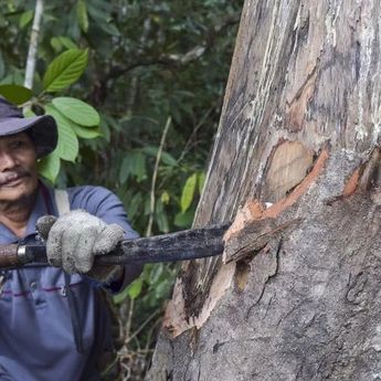 Tak Lagi Identik dengan Mitos, BRIN Olah Kemenyan Jadi Parfum Kelas Dunia