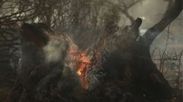Rekor Terburuk! 116 Ribu Hektare Hutan Hangus, Prancis Ringkus 162 Tersangka Pembakar