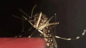 Otoritas kesehatan Korea Selatan secara resmi mengeluarkan peringatan malaria tingkat nasional pada Kamis. Langkah ini diambil setelah ditemukannya parasit penyebab penyakit menular tersebut pada populasi nyamuk setempat.