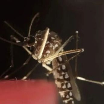Temukan Parasit di Nyamuk, Korea Selatan Tetapkan Peringatan Malaria Skala Nasional