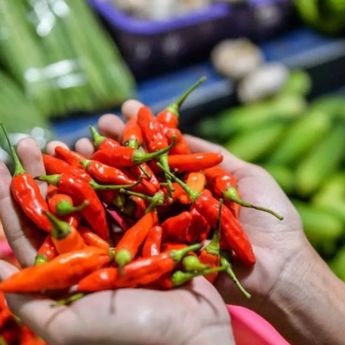 Mendag Bongkar Penyebab Harga Cabai Naik