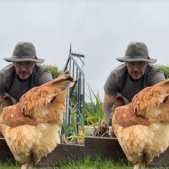 Momen David Beckham Panen Bawang Merah dan Ternak Ayam