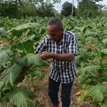 DPR Minta Pemerintah Lindungi Industri Hasil Tembakau Demi Stabilitas Ekonomi dan Fiskal