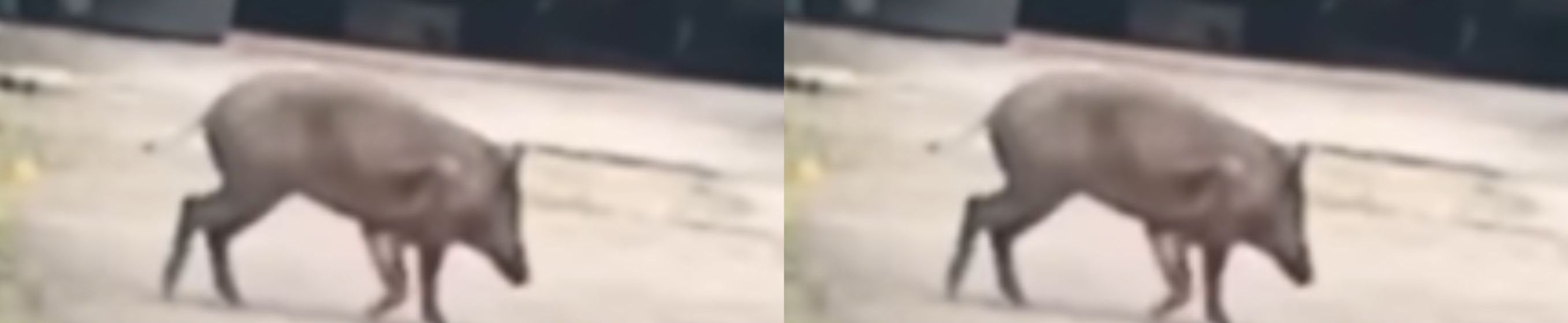 Babi Hutan <b>(Instagram)</b>