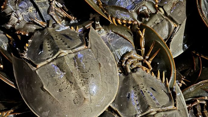 Bea Cukai Teluk Nibung dan Balai Besar Karantina Satuan Pelayanan Tanjung Balai Asahan gagalkan upaya penyelundupan 1.519 ekor belangkas ke Malaysia melalui Pelabuhan Teluk Nibung, Sumatera Utara/Ist