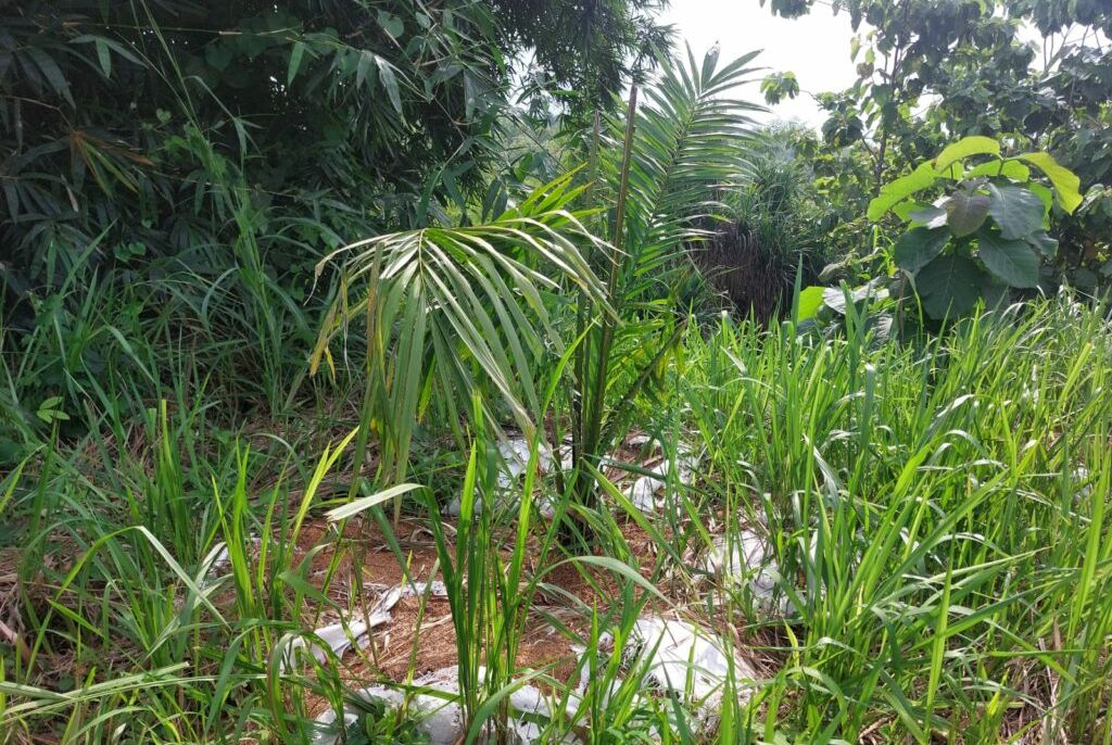 Ada kebun sawit di Kabupaten Cirebon <b>(Pemkab Cirebon)</b>